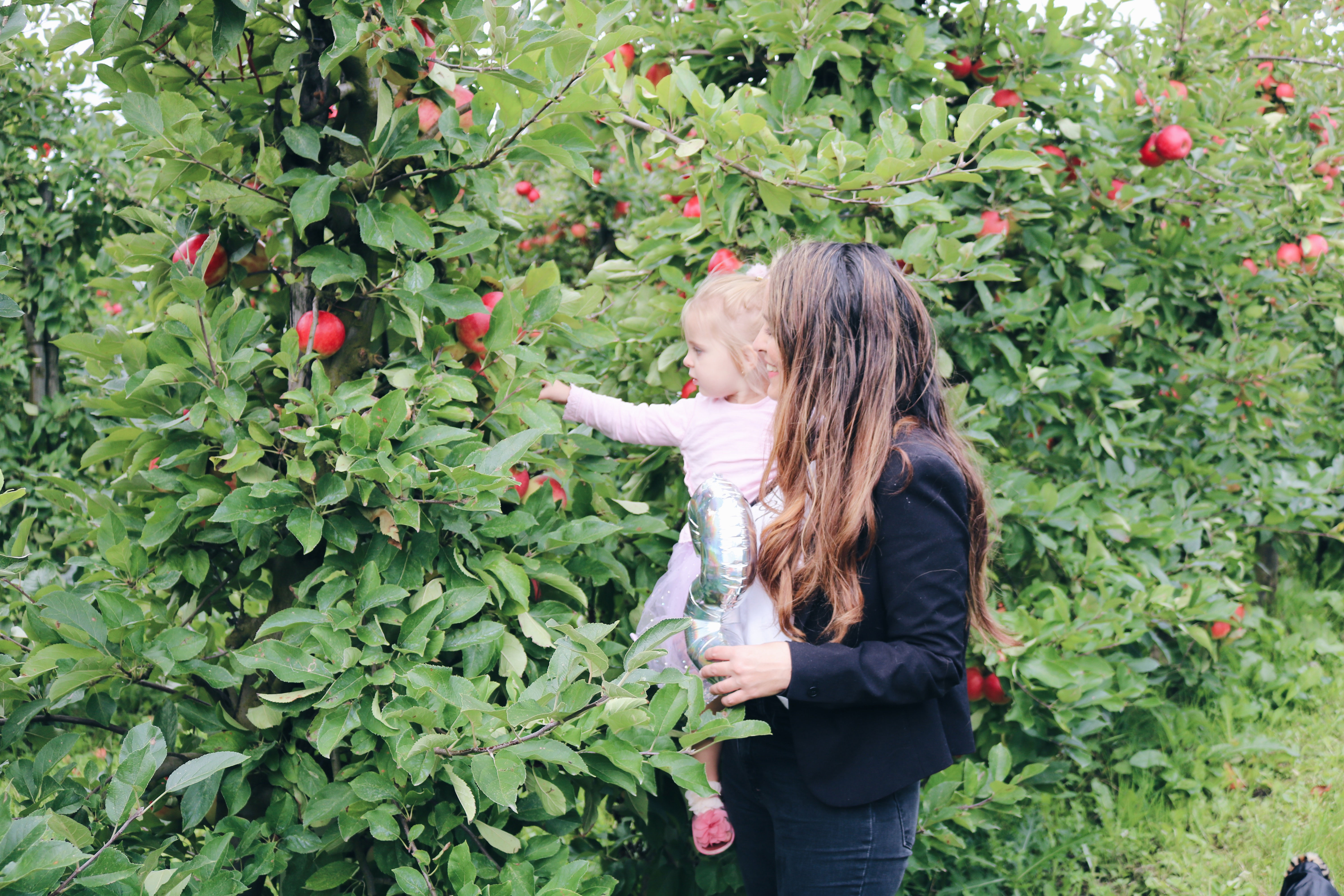 Appels plukken bij landgoed de olmenhorst